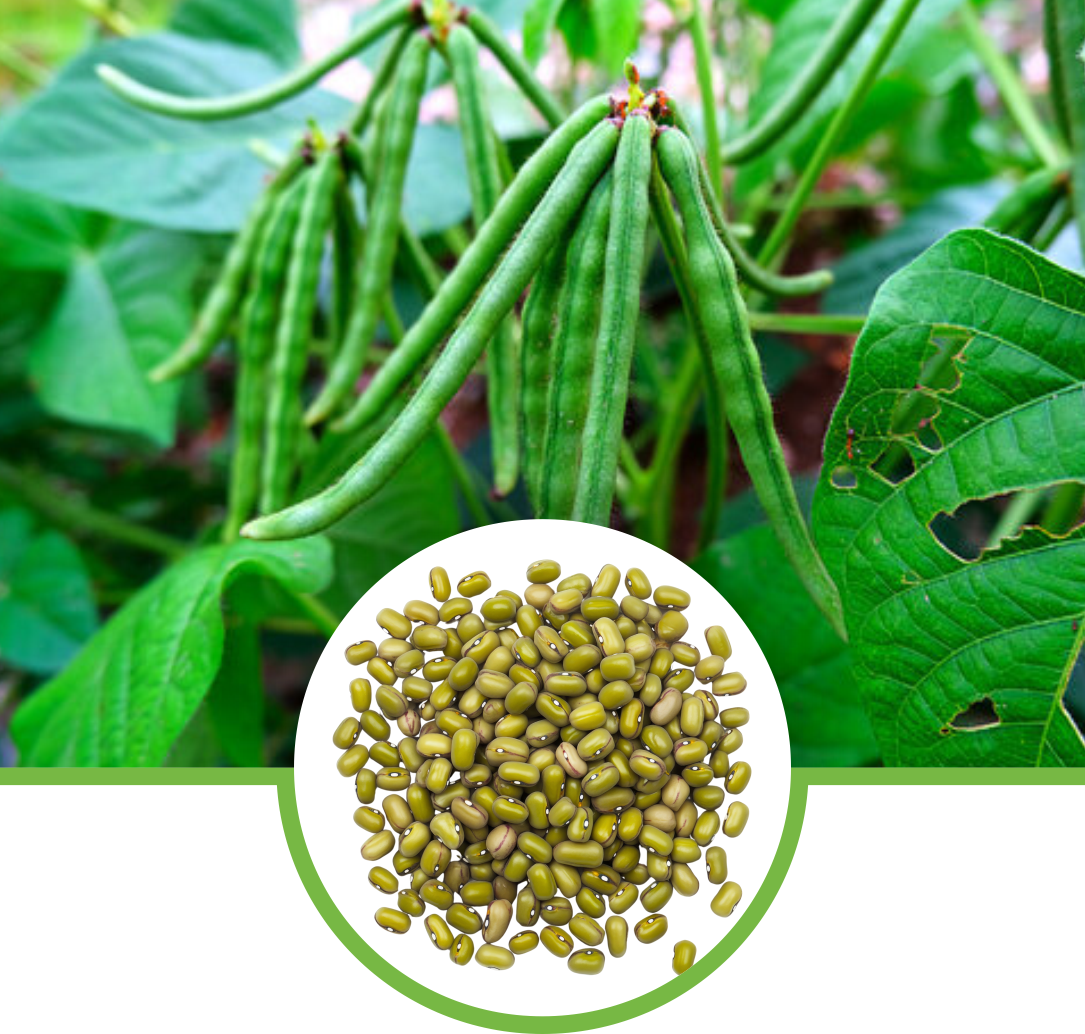 Moong